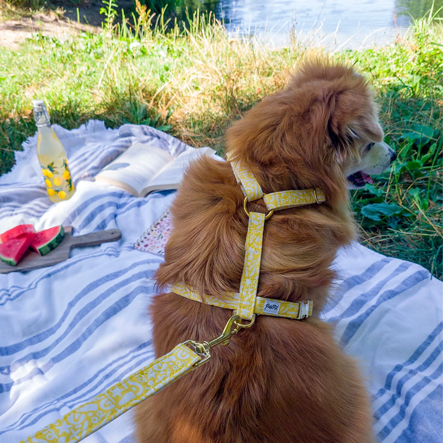 Devant -Materiel Soldes Harnais laisse Seaside chien
