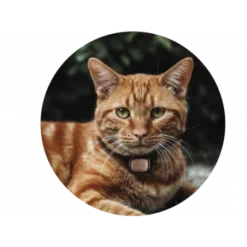 Materiel Collier GPS/moniteur D'activité Kippy Evo Pour Chien Et Chat -Materiel Soldes collier gps moniteur d activite kippy evo pour chien et chat 1