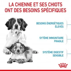 ROYAL CANIN Dog Starter Mother & Babydog Medium -Materiel Soldes dog starter mother babydog medium 3