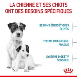 ROYAL CANIN Dog Starter Mother & Babydog Mini 11 ROYAL CANIN Dog Starter Mother & Babydog Mini -Materiel Soldes dog starter mother babydog mini 3