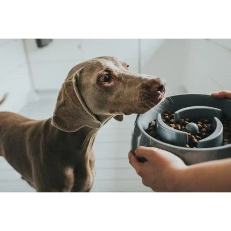 Materiel Gamelle Anti-glouton Hunter Atlanta 3 Materiel Gamelle Anti-glouton Hunter Atlanta – Image 3