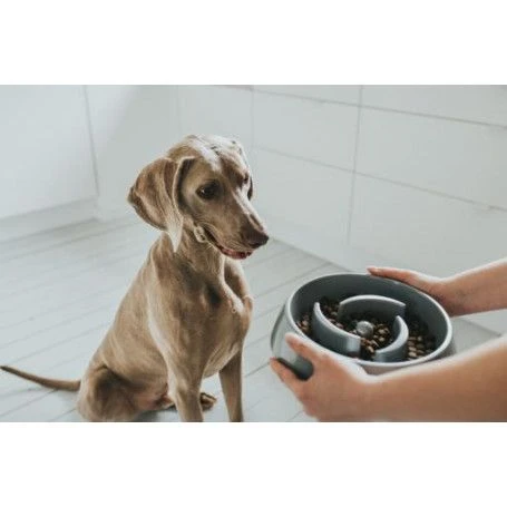 Materiel Gamelle Anti-glouton Hunter Atlanta 4 Materiel Gamelle Anti-glouton Hunter Atlanta – Image 4