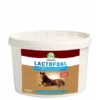 Lactofoal