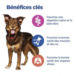 Vet Essentials Chien Multi-Benefit Adult + Medium Agneau & Riz -Materiel Soldes vet essentials chien multi benefit adult 1 medium agnriz 3